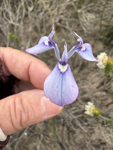 Moraea tripetala, photograph 6