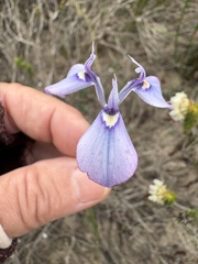 Moraea tripetala, photograph (c) Charleen Brunke, some rights reserved (CC BY)