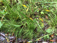 Deschampsia elongata