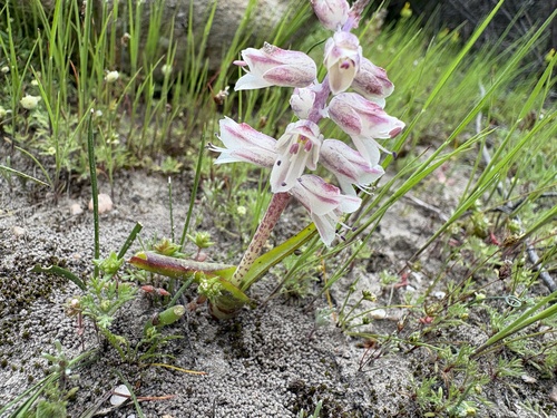 Lachenalia dehoopensis