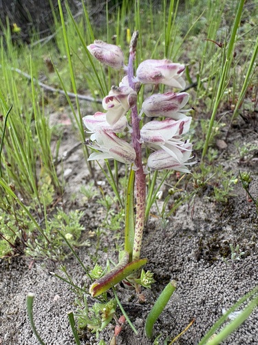 Lachenalia dehoopensis