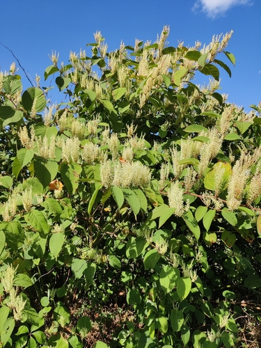 Japanese knotweed