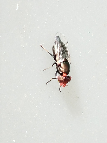 Physiphora alceae