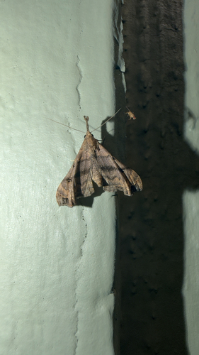 Faint-spotted Palthis Moth (Palthis asopialis)