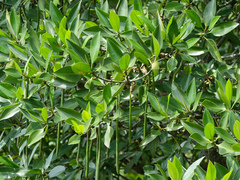 Rhizophora apiculata, photograph (c) Donald Davesne, some rights reserved (CC BY)