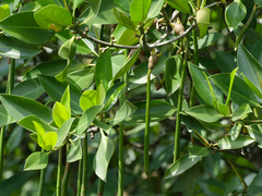 Rhizophora apiculata