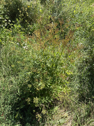 Chaerophyllum aromaticum, photograph 1