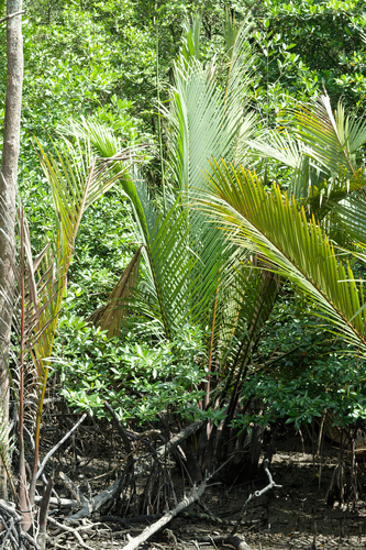 Nypa fruticans, photograph 3