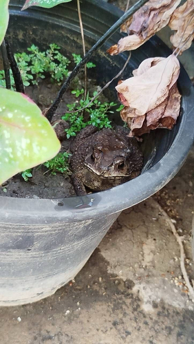 Asian Common Toad