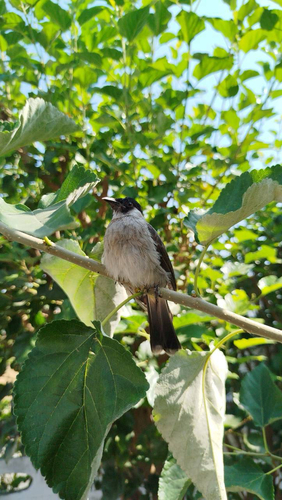 Sooty-headed Bulbul