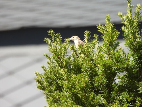 House Sparrow