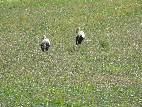 White Stork