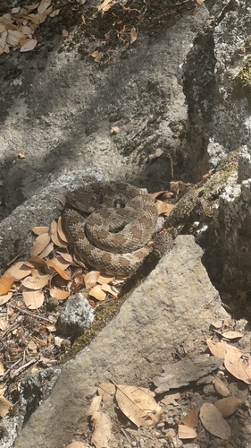 iNaturalist observation photo of Northern Pacific Rattlesnake