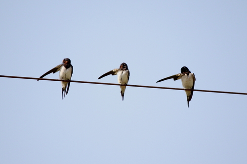 Barn Swallow