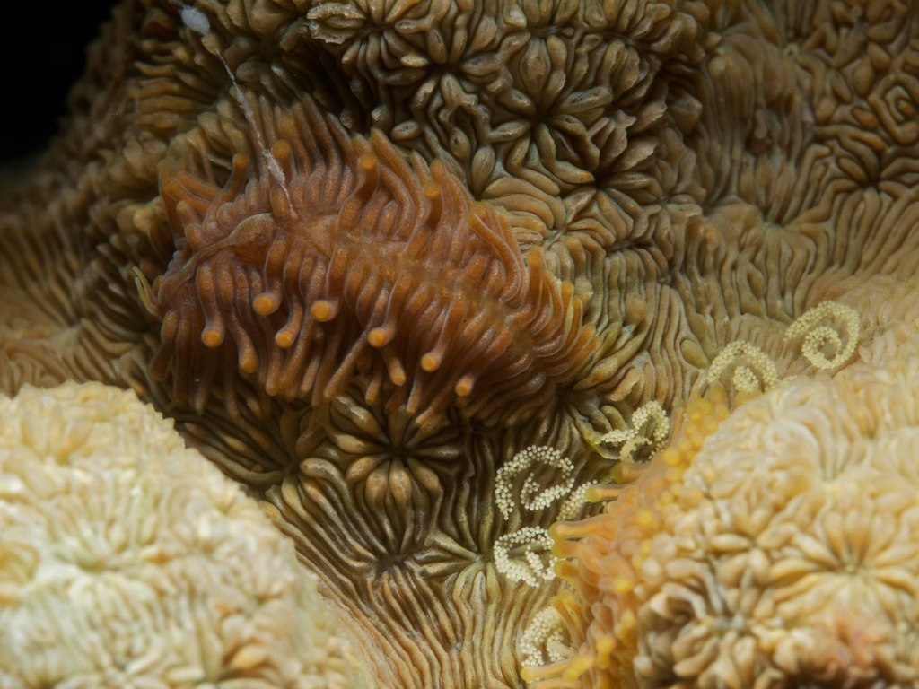 Tenellia viei