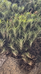 Tillandsia araujei, photograph (c) fmunoz, some rights reserved (CC BY)