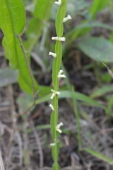 Baccharis trimera