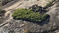 Tillandsia araujei, photograph (c) fmunoz, some rights reserved (CC BY)