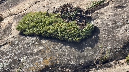 Tillandsia araujei, photograph 4
