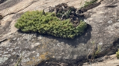 Tillandsia araujei, photograph (c) fmunoz, some rights reserved (CC BY)