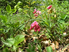Lathyrus rotundifolius