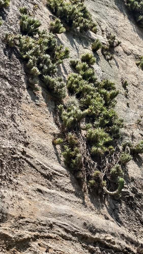 Tillandsia araujei, photograph 5