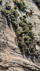 Tillandsia araujei, photograph (c) fmunoz, some rights reserved (CC BY)