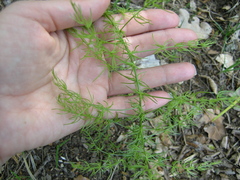Asparagus verticillatus