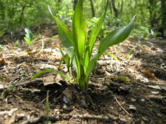 Colchicum umbrosum