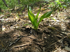 Colchicum umbrosum