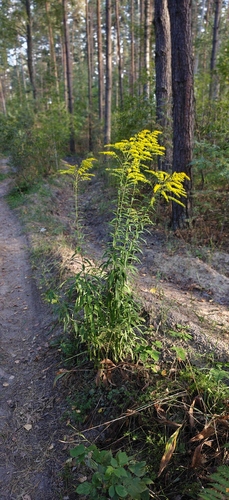 Canada goldenrod