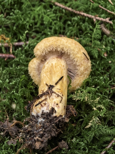 Purple-staining Bearded Milk Cap