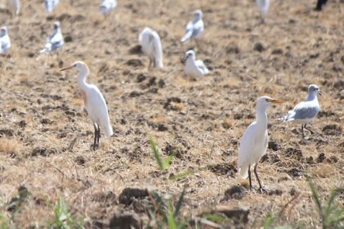 Western Cattle-Egret
