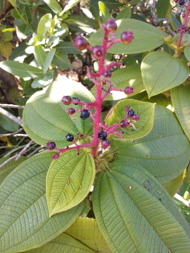 Miconia tococa