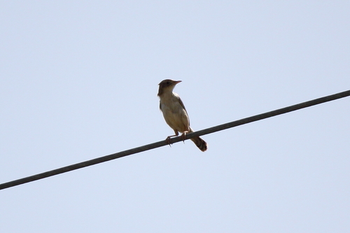 Zitting Cisticola