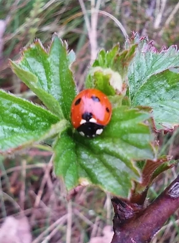 Seven-spotted Lady Beetle