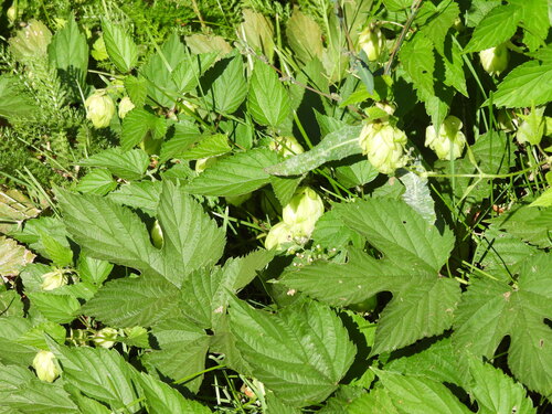 common hops