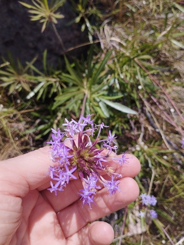 Chresta angustifolia