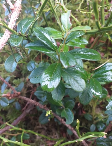 Lingonberry