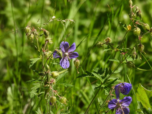 Meadow Crane's-bill