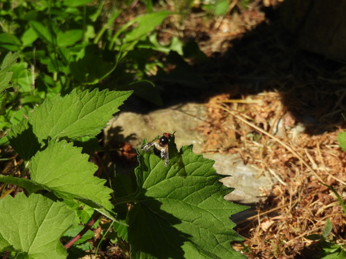 Pellucid Hover Fly