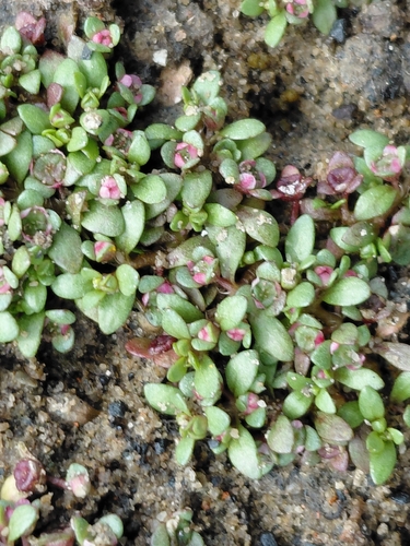 Six-stamened Waterwort