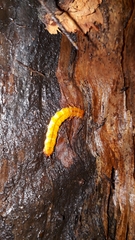 Cucujus cinnaberinus