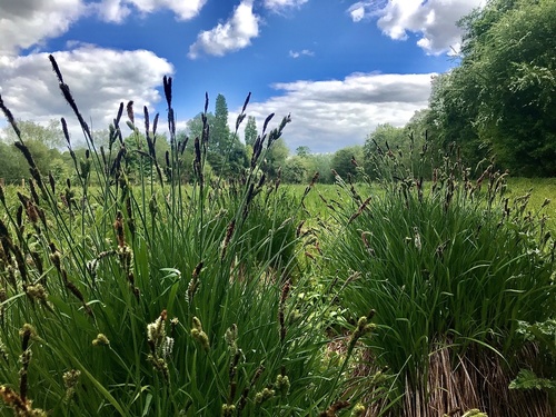 Carex humilis iNat (3)