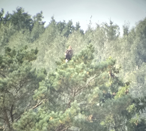 White-tailed Eagle