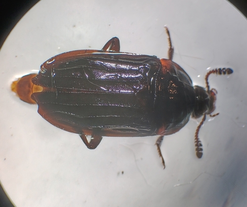 Thanatophilus sinuatus