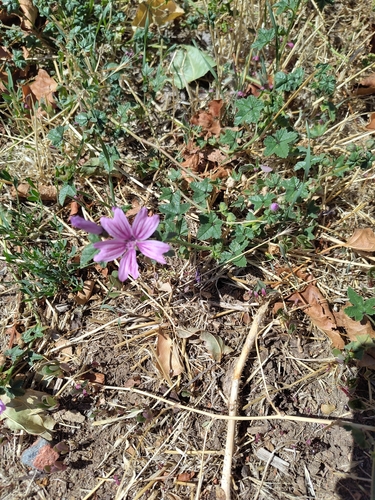 Common Mallow