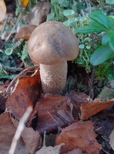 Brown Birch-bolete