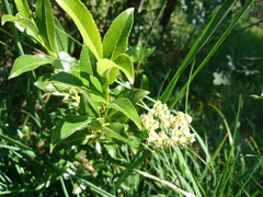 Laserpitium peucedanoides