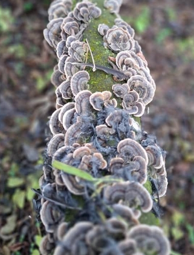 turkey-tail